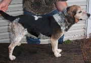 IFC GREENWELLS REGGIE