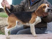 SCROGHAM'S BLUE PAYROLL CHECK