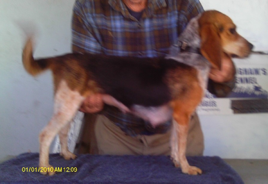 SCROGHAMS BLUE BETTY SUE II