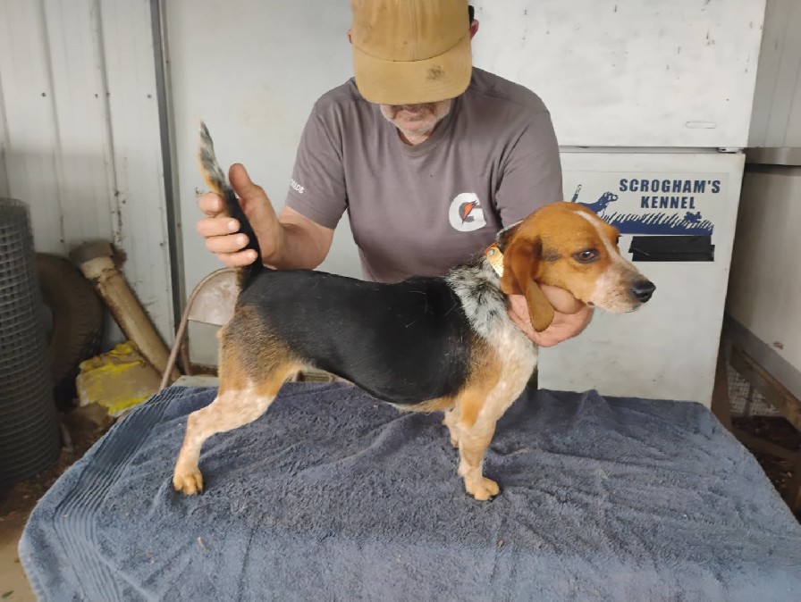 SCROGHAMS BLUE JENNY