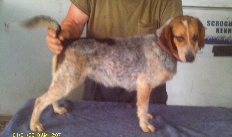 SCROGHAMS BLUE CANDY