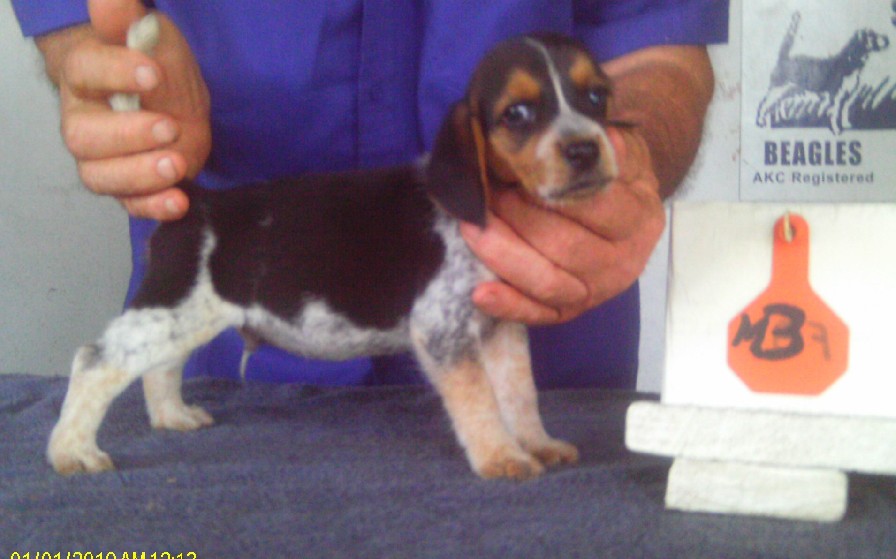 MALE BEAGLE  PUP 4