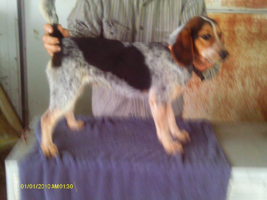 SCROGHAMS BLUE HARD ROCK II