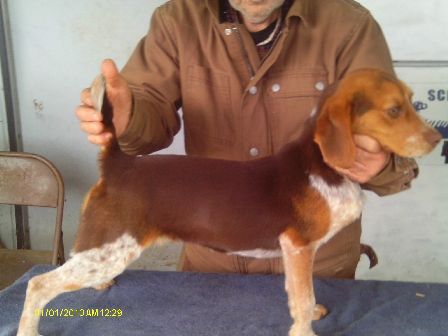 SCROGHAMS RED ROCKY LL